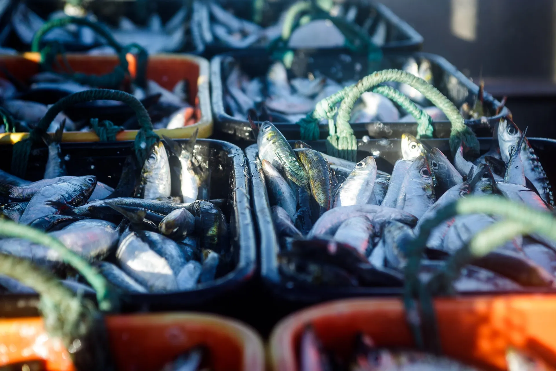 Freshly caught silvery fish fill several black and orange crates, ready for market.